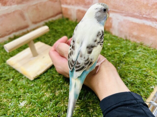 久々にあのカラーのセキセイちゃんがやってきました〜🌈 セキセイインコ(四色ハルクイン) セキセイインコ