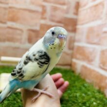 久々にあのカラーのセキセイちゃんがやってきました〜🌈　セキセイインコ(四色ハルクイン)
