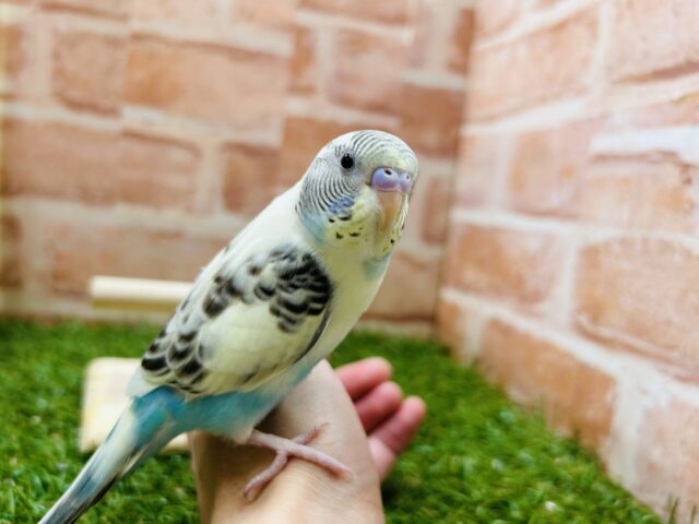 久々にあのカラーのセキセイちゃんがやってきました〜🌈 セキセイインコ(四色ハルクイン) セキセイインコ
