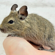 わんぱく坊主🐭🌿デグー(ノーマル) 男の子