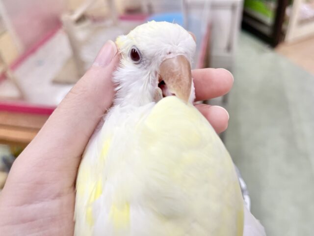 オキナインコ