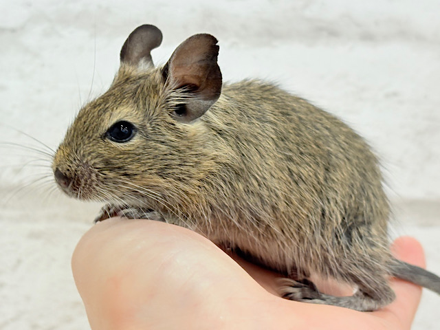 わんぱく坊主🐭🌿デグー(ノーマル) 男の子