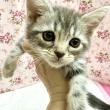 アメリカンショートヘアー（ブルータビー）女の子♫ずっとにゃ〜にゃ〜かまってちゃん💕