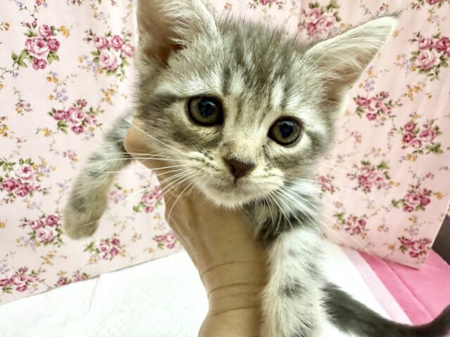 アメリカンショートヘアー（ブルータビー）女の子♫ずっとにゃ〜にゃ〜かまってちゃん💕