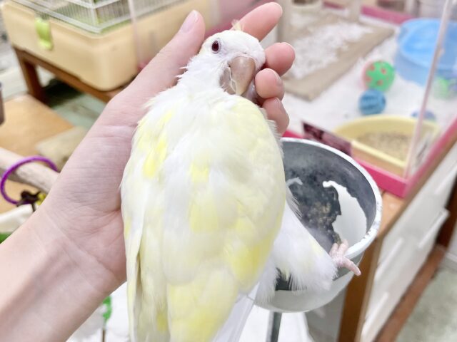 オキナインコ