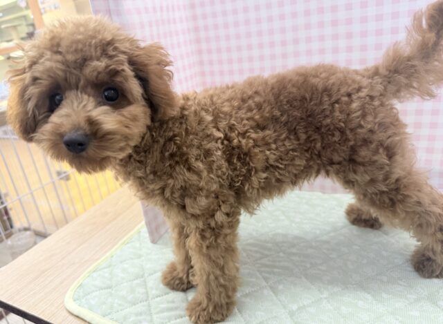 最新!もこふわ!トイプードルちゃん登場! トイプードル