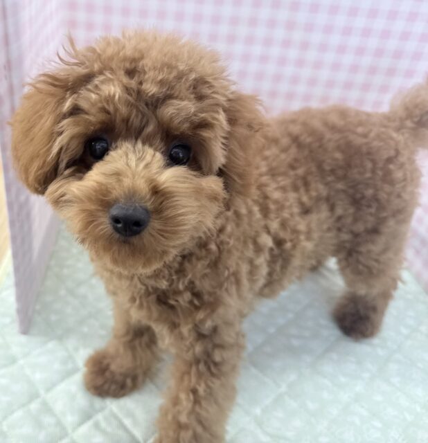 最新!もこふわ!トイプードルちゃん登場! トイプードル