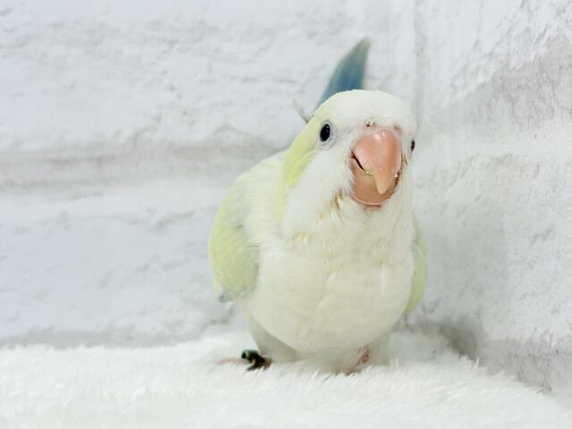オキナインコ