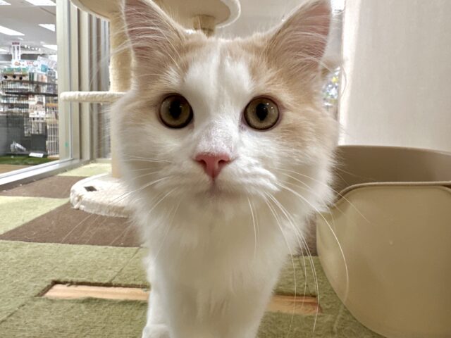 元気いっぱい🐱ラガマフィン男の子🧡 ラガマフィン