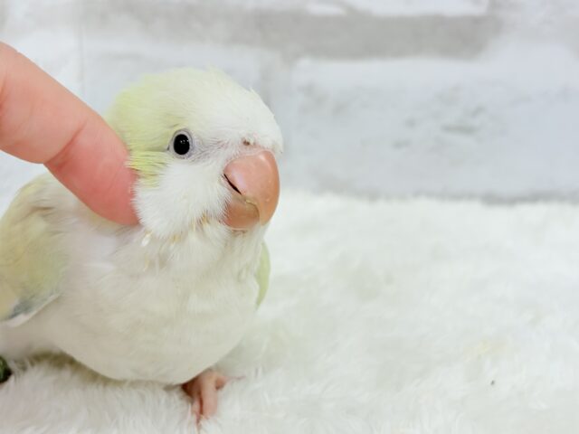 オキナインコ
