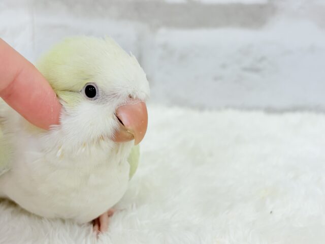 オキナインコ