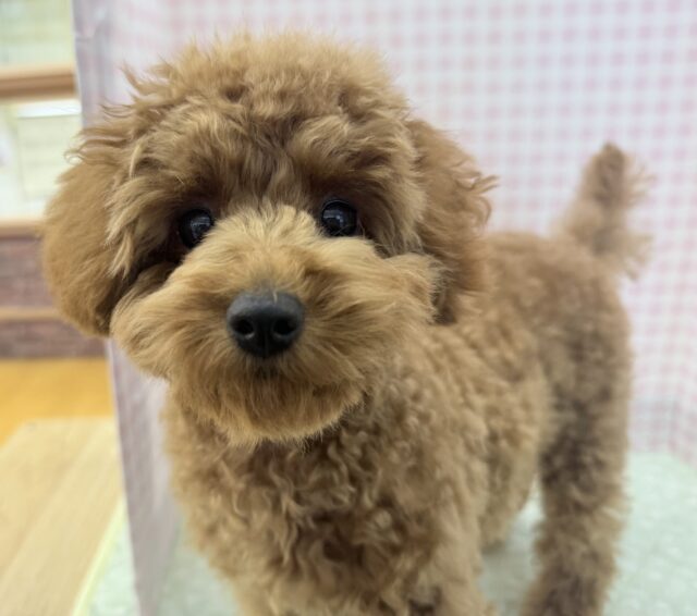 最新!もこふわ!トイプードルちゃん登場! トイプードル