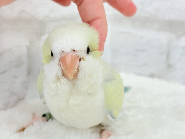 オキナインコ
