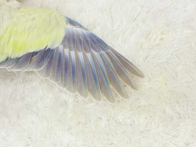 オキナインコ