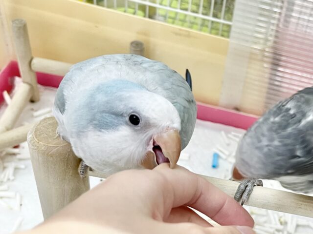 【🆙最新画像あり‼️】淡めブルーのおすましさん❣️ オキナインコ(ブルーオパーリン) オキナインコ