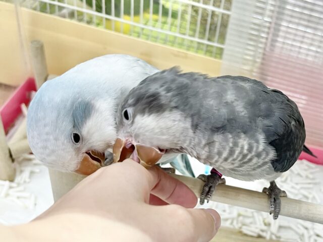 【🆙最新画像あり‼️】淡めブルーのおすましさん❣️ オキナインコ(ブルーオパーリン) オキナインコ