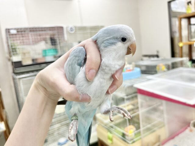 【🆙最新画像あり‼️】淡めブルーのおすましさん❣️ オキナインコ(ブルーオパーリン) オキナインコ