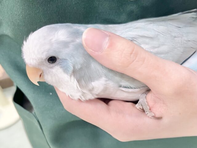 【🆙最新画像あり‼️】淡めブルーのおすましさん❣️ オキナインコ(ブルーオパーリン) オキナインコ