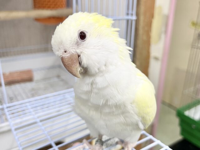 オキナインコ