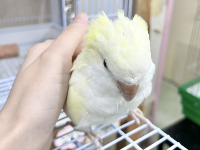 オキナインコ