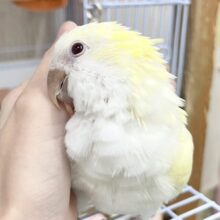 【🆙最新画像あり‼️】手に寄り添うのが大好き🥰　オキナインコ（クリーム）
