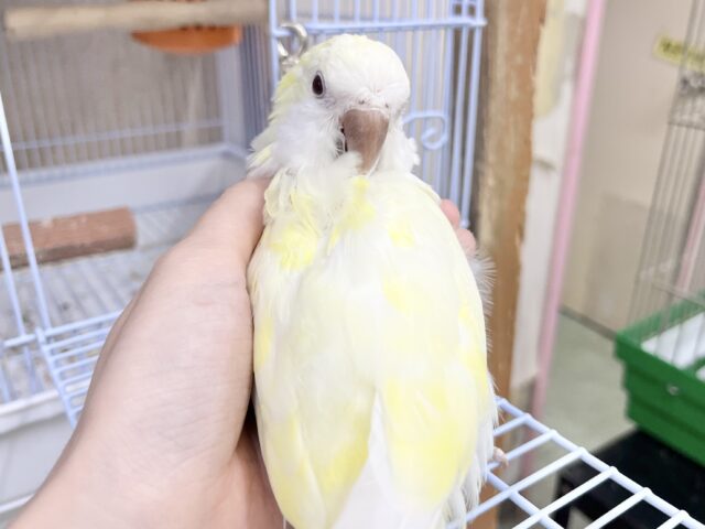 オキナインコ