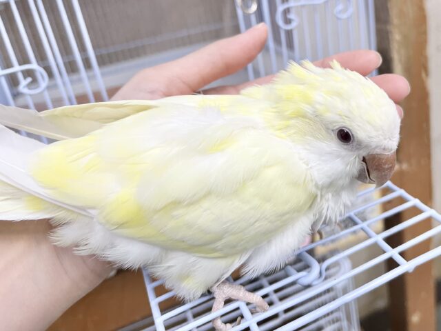 オキナインコ
