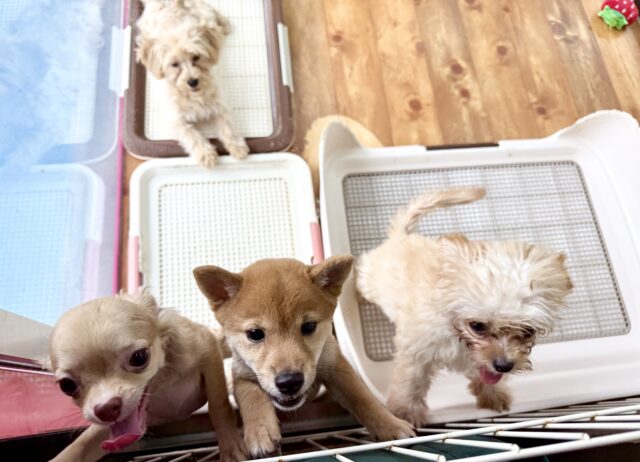 最新画像📸ロングコートチワワ(チョコレート&フォーン)女の子♪うれションしちゃうくらい全身くねくね🤭 チワワ