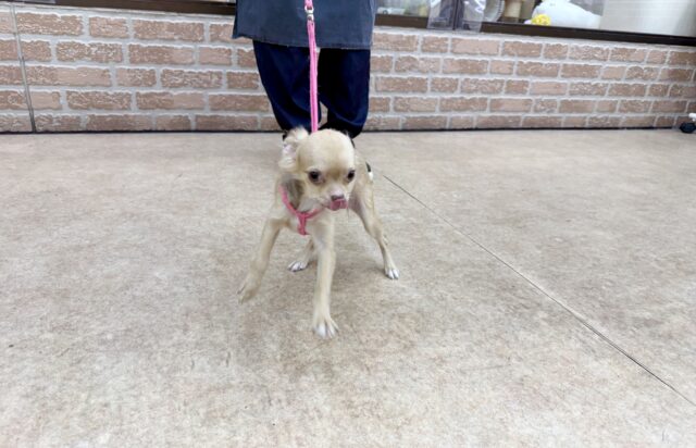 最新画像📸ロングコートチワワ(チョコレート&フォーン)女の子♪うれションしちゃうくらい全身くねくね🤭 チワワ