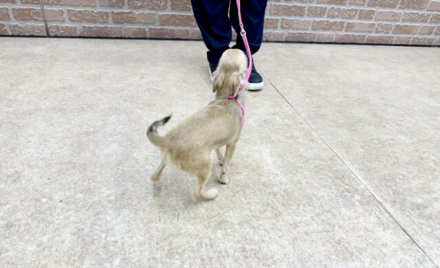 最新画像📸ロングコートチワワ(チョコレート&フォーン)女の子♪うれションしちゃうくらい全身くねくね🤭 チワワ