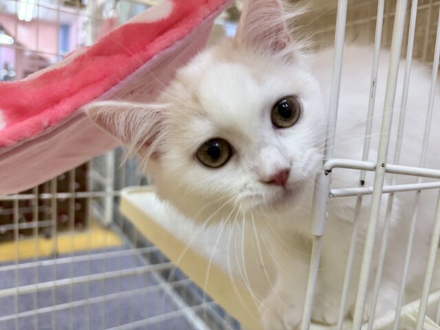 スコティッシュフォールド