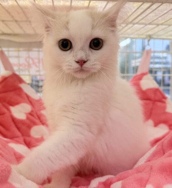 スコティッシュフォールド