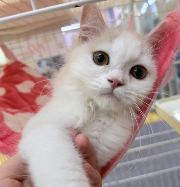 最新📷甘々❤️スコティッシュフォールドちゃん！