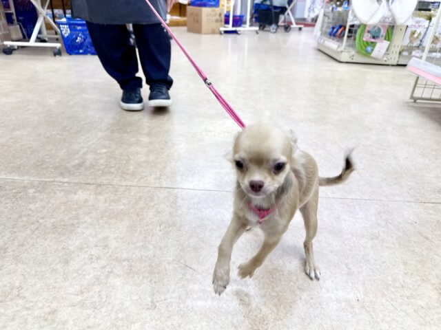 最新画像📸ロングコートチワワ(チョコレート&フォーン)女の子♪うれションしちゃうくらい全身くねくね🤭 チワワ