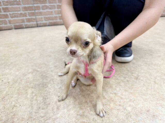 最新画像📸ロングコートチワワ(チョコレート&フォーン)女の子♪うれションしちゃうくらい全身くねくね🤭 チワワ