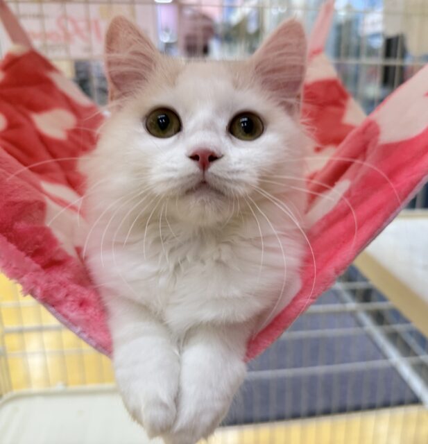 スコティッシュフォールド