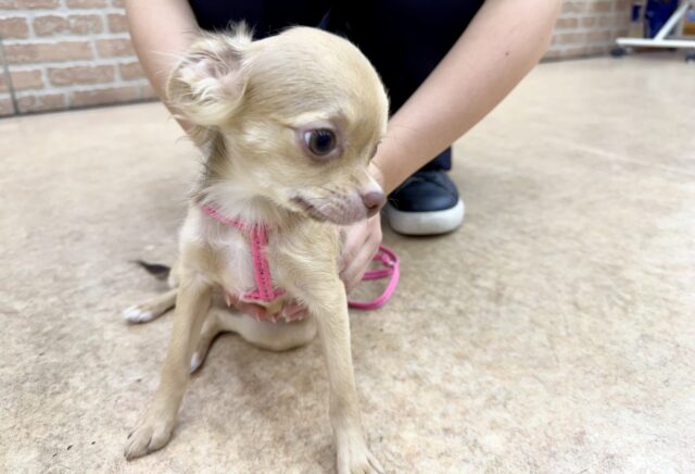 最新画像📸ロングコートチワワ(チョコレート&フォーン)女の子♪うれションしちゃうくらい全身くねくね🤭 チワワ