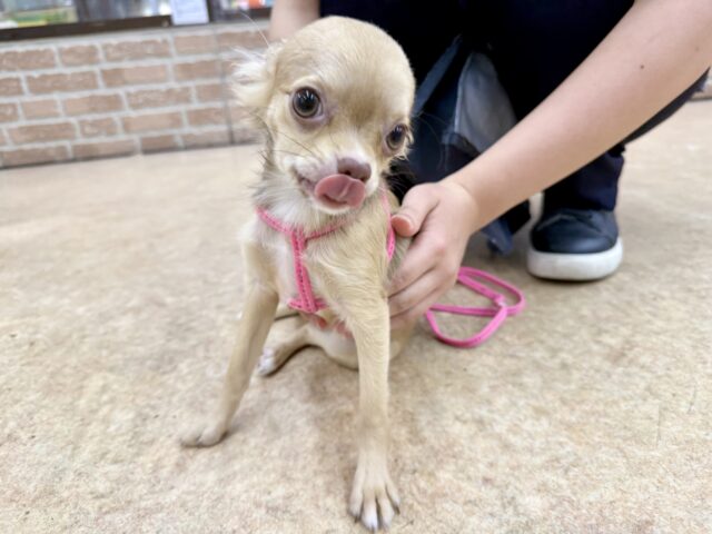 最新画像📸ロングコートチワワ(チョコレート&フォーン)女の子♪うれションしちゃうくらい全身くねくね🤭 チワワ