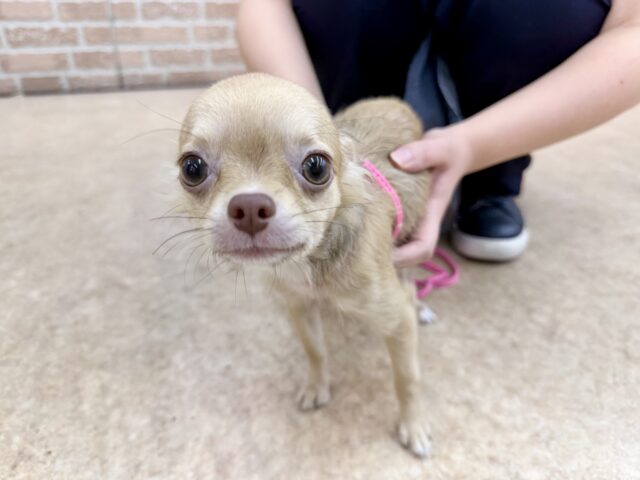 最新画像📸ロングコートチワワ(チョコレート&フォーン)女の子♪うれションしちゃうくらい全身くねくね🤭 最新画像📸ロングコートチワワ(チョコレート&フォーン)女の子♪うれションしちゃうくらい全身くねくね🤭