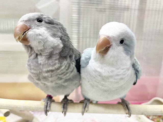 オキナインコ