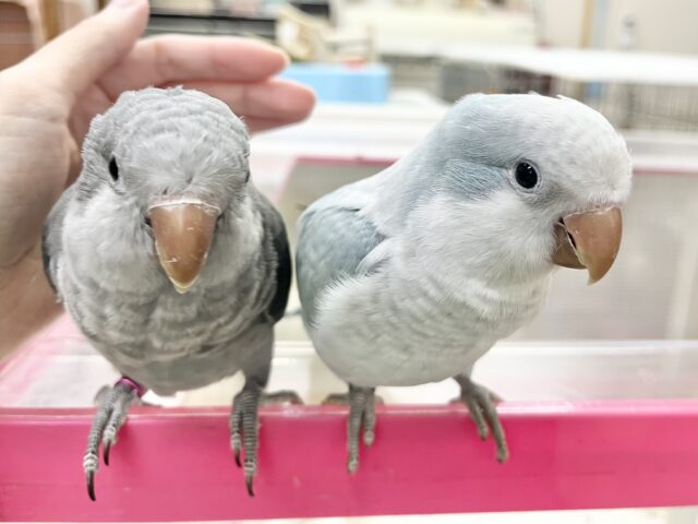 【🆙最新画像あり‼️】淡めブルーのおすましさん❣️ オキナインコ(ブルーオパーリン) オキナインコ