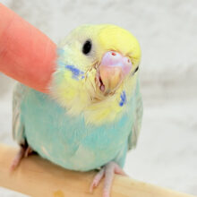【最新画像更新🪄】優しめメロンソーダ🍈🧃セキセイインコ(パステルカラーレインボー) ヒナ