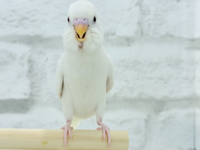 【動画更新🪄ひとり餌になりました☆】ピュアピュアホワイト🤍セキセイインコ(アルビノ) ヒナ セキセイインコ