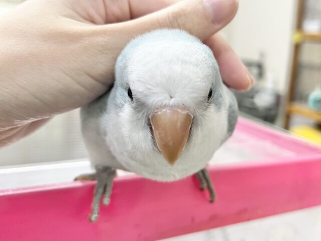 【🆙最新画像あり‼️】淡めブルーのおすましさん❣️ オキナインコ(ブルーオパーリン) オキナインコ