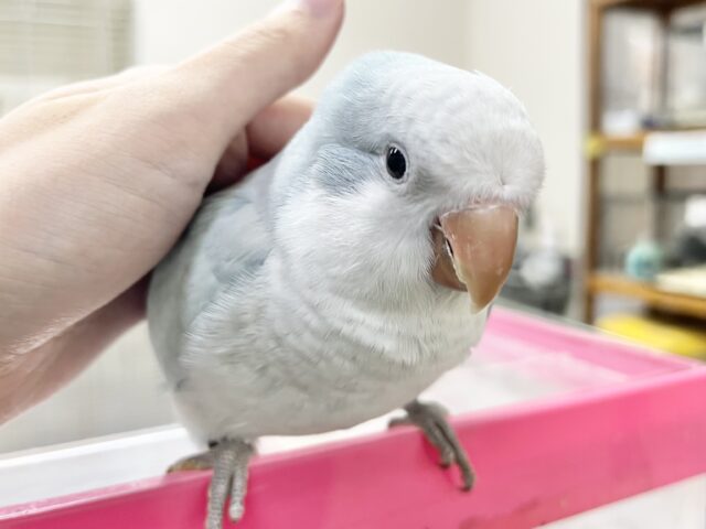 オキナインコ