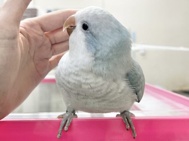 オキナインコ