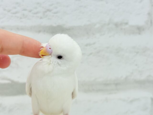 【動画更新🪄ひとり餌になりました☆】ピュアピュアホワイト🤍セキセイインコ(アルビノ) ヒナ セキセイインコ