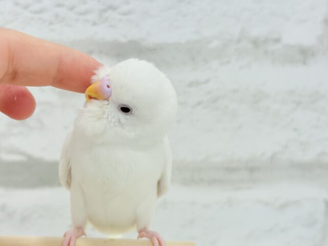 【動画更新🪄ひとり餌になりました☆】ピュアピュアホワイト🤍セキセイインコ(アルビノ) ヒナ セキセイインコ