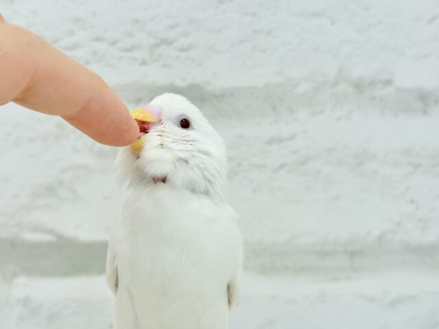 【動画更新🪄ひとり餌になりました☆】ピュアピュアホワイト🤍セキセイインコ(アルビノ) ヒナ セキセイインコ
