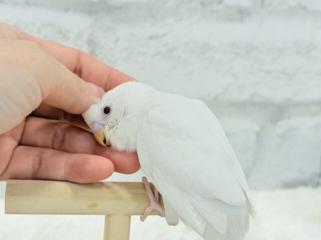 【動画更新🪄ひとり餌になりました☆】ピュアピュアホワイト🤍セキセイインコ(アルビノ) ヒナ セキセイインコ